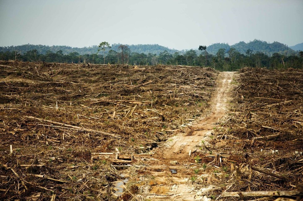 Evropský parlament před týdnem schválil snížení podílu biopaliv první generace v roce 2020 z 10 na 7%. To není velký rozdíl, v direktivě navíc zůstává povinnost snížit emise CO2 z paliv v dopravě o 6%. To se neobejde bez drahého a zdlouhavého vývoje dalších biologických náhražek. Chudší země mezitím kácejí deštné pralesy, aby na jejich místě mohly pěstovat palmy na bioolej.